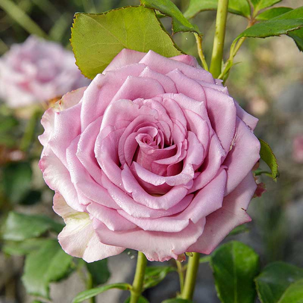 Роза чайно-гибридная Кул Вотер Садовита