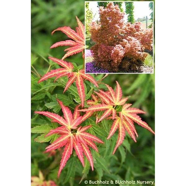 4119 Клен Дланевидный Уилсонс Пинк Дварф C2 ,шт