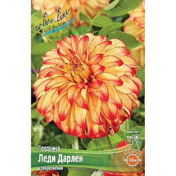 Георгина Леди Дарлен I 1 шт 