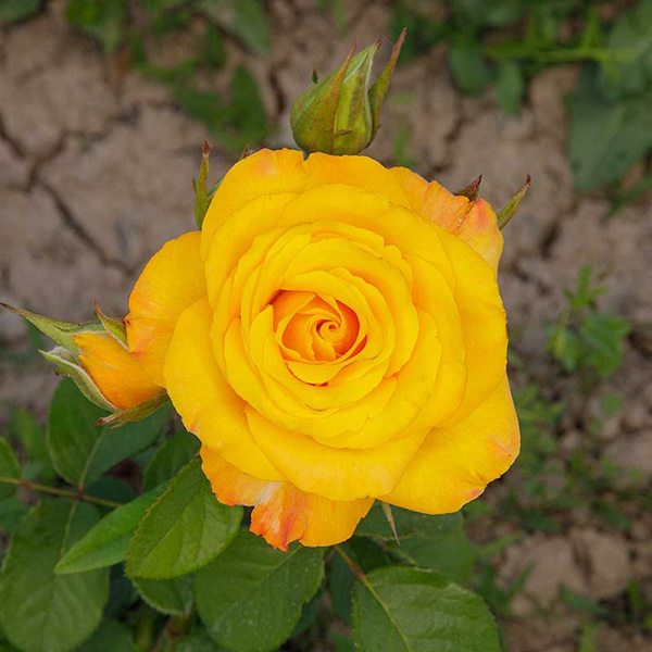 Роза спрей Тайфун Садовита