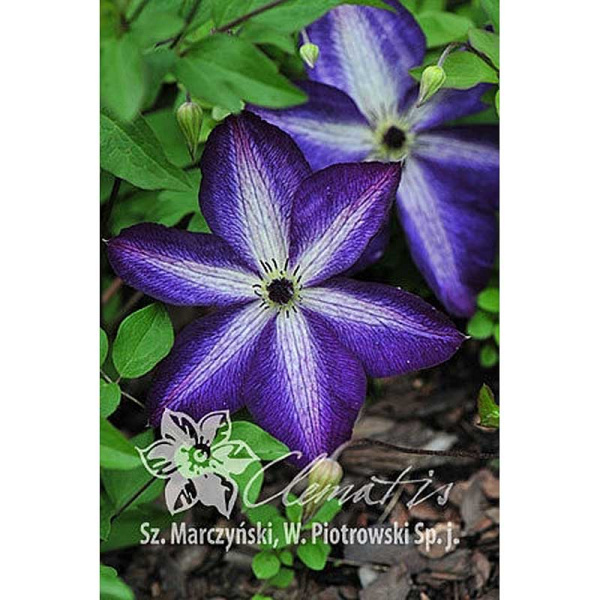 Клематис Веноза Виолацеа P9