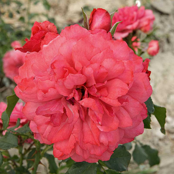 Роза плетистая Розариум Ютерсен Садовита