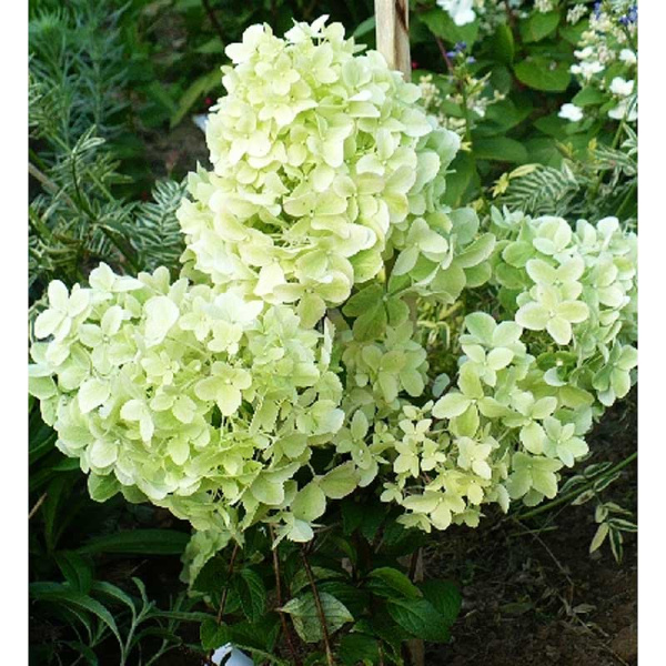 Гортензия Метельчатая Диамантино P9 15-20