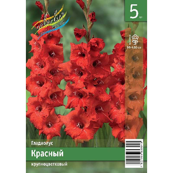 Гладиолус Красный 10/12 5 Эконом шт