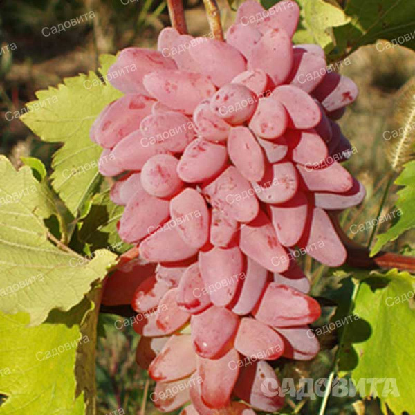 Виноград Кира очень ранний Садовита