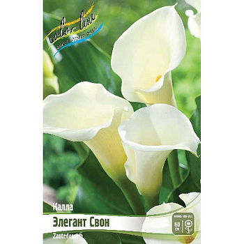 Калла Элегант Свон 12/14 30 шт Шоу-бокс 8716 