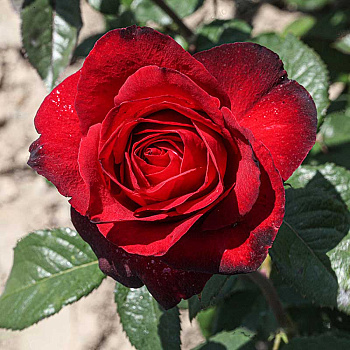 Роза чайно-гибридная Гранд Гала Садовита