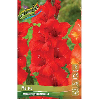 Гладиолус Магма 10/12 8 шт 