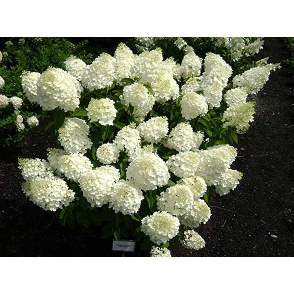 Гортензия метельчатая Сильвер Доллар P9 шт Садовита