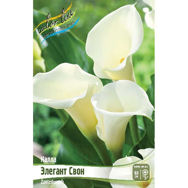 Калла Элегант Свон 12/14 30 шт Шоу-бокс 8716 