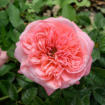 Роза Флорибунда Пинк Экспрешн Садовита