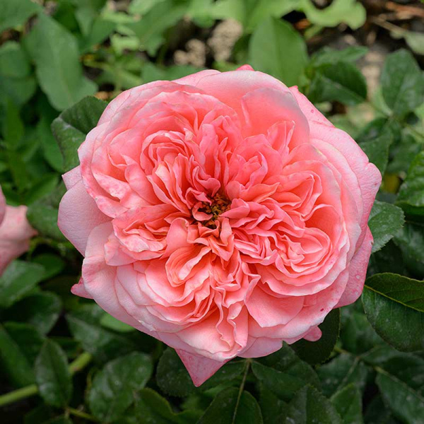 Роза Флорибунда Пинк Экспрешн Садовита