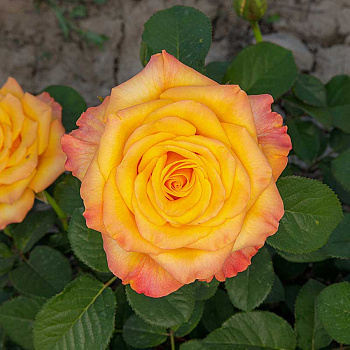 Роза спрей Тайфун Садовита