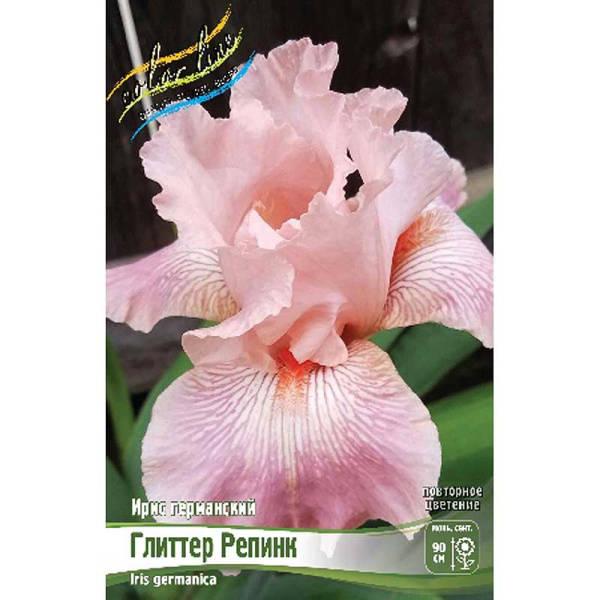Ирис Германский Глиттер Репинк I 1 шт