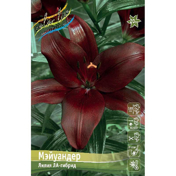Лилия Мэйуандер 12/14 25 шт Биг-пак 11118
