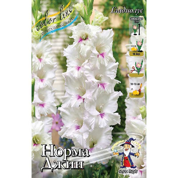 Гладиолус Норма Джин 10/12 8 шт 