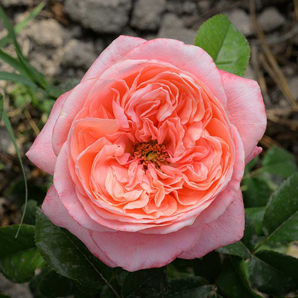 Роза Флорибунда Пинк Экспрешн Садовита