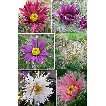 13246 Биг-Пак Прострел Папагено I 25 шт 