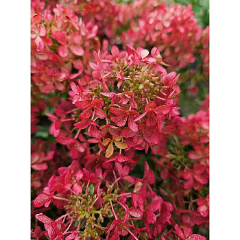 Гортензия Метельчатая Петит Черри P9 шт