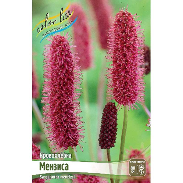 Кровохлёбка Мензиса I 1 шт