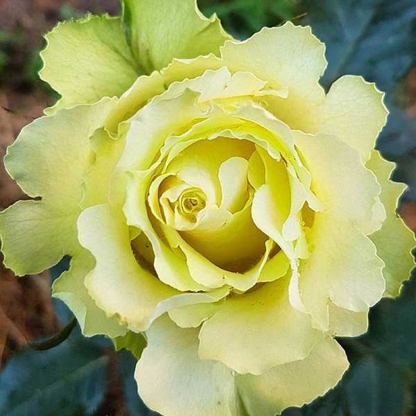 Роза чайно-гибридная Лимбо Садовита