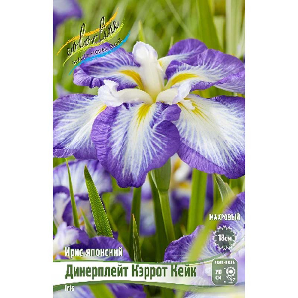 Ирис Мечевидный Динерплейт Кэррот Кейк I 1 шт 