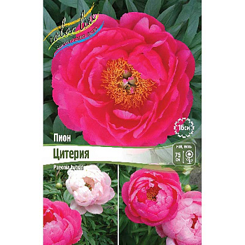 Пион Цитерия 2/3 n 1 шт