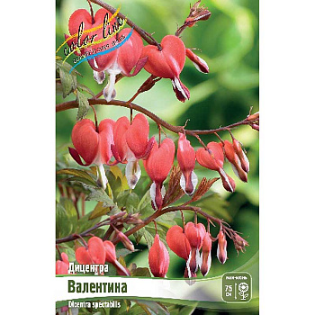 Дицентра Валентина 02/03 1 шт