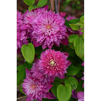 Клематис Кайзер I 1 шт 