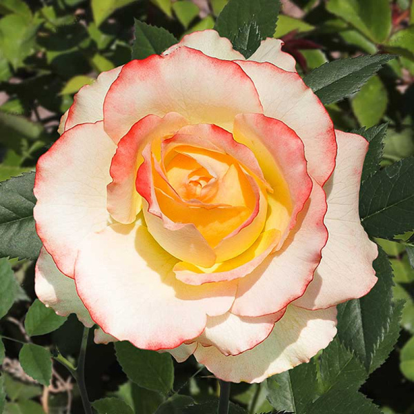 Роза чайно-гибридная Дуэт Садовита