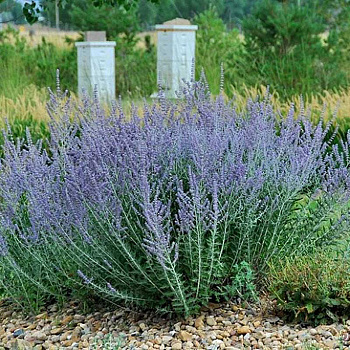 Перовския  Литл Спайр P9 Садовита