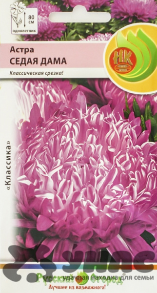 Астра Седая дама НК Ц 