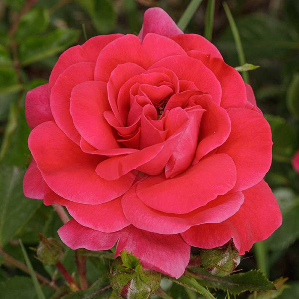 Роза флорибунда Сангрия Садовита