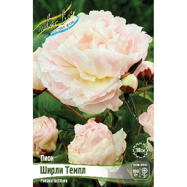 Пион Ширли Темпл 3/5 n 1 шт