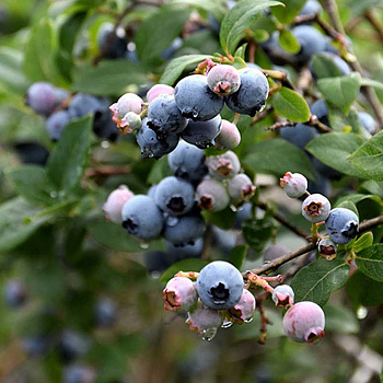 Голубика Блюджей Р9 ,шт Садовита