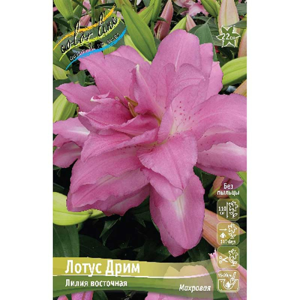 Лилия Лотус Дрим 12/14 25 шт Биг-пак 11141 