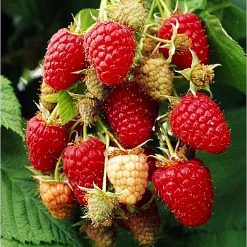 Малина Вилламетта P12