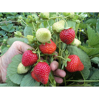Земляника садовая ремонтантная Ирма (цена за 40 шт.) ОСП