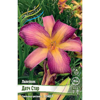 Лилейник Датч Стар I 1 шт
