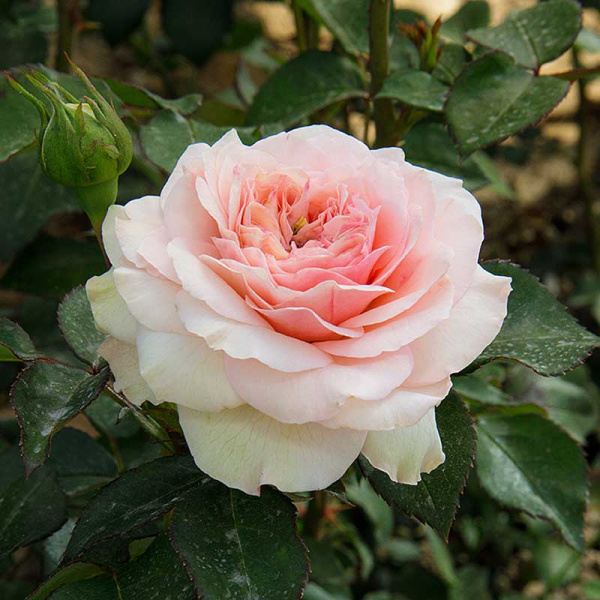 Роза флорибунда Пастелла Садовита