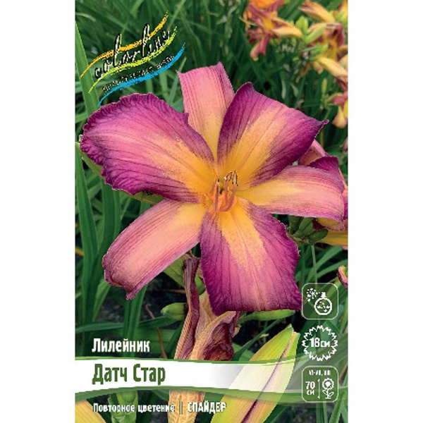Лилейник Датч Стар I 1 шт