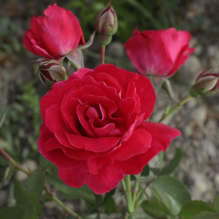 Роза канадская (плетистая) Фронтенак Садовита