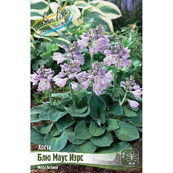 Хоста Блю Маус Иэрс 1 n 25 шт Биг-пак 5941