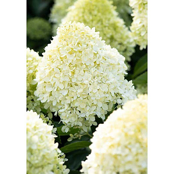 Гортензия Метельчатая Коттон Крем P9