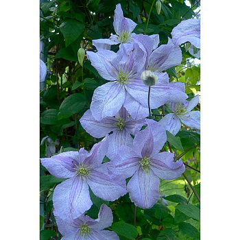 Клематис Эмилия Платер I 1 шт Садовита 