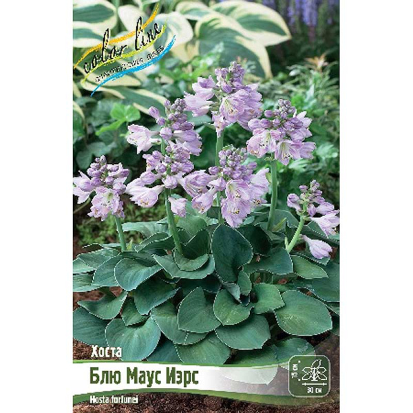 Хоста Блю Маус Иэрс 1 n 25 шт Биг-пак 5941