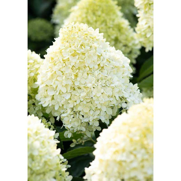 Гортензия Метельчатая Коттон Крем P9