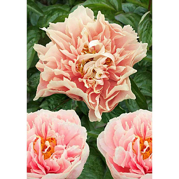 Пион Мэджестиз Стар 2/3 n 1 шт