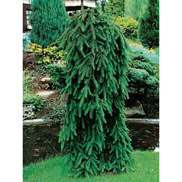 Ель Обыкновенная Инверса C1.5