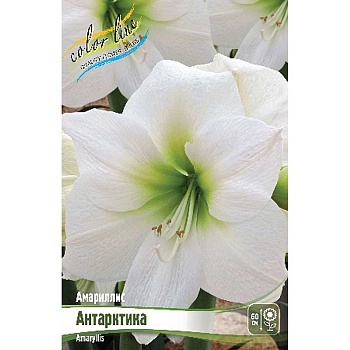 Амариллис Антарктика 22/24 8 шт Шоу-Бокс 9621